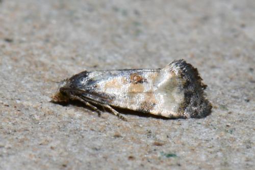 Réf. 237 017 : Cochylis dubitana